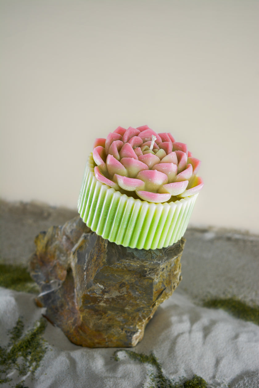 Kövirózsa gyertya - rózsaszín, zöld