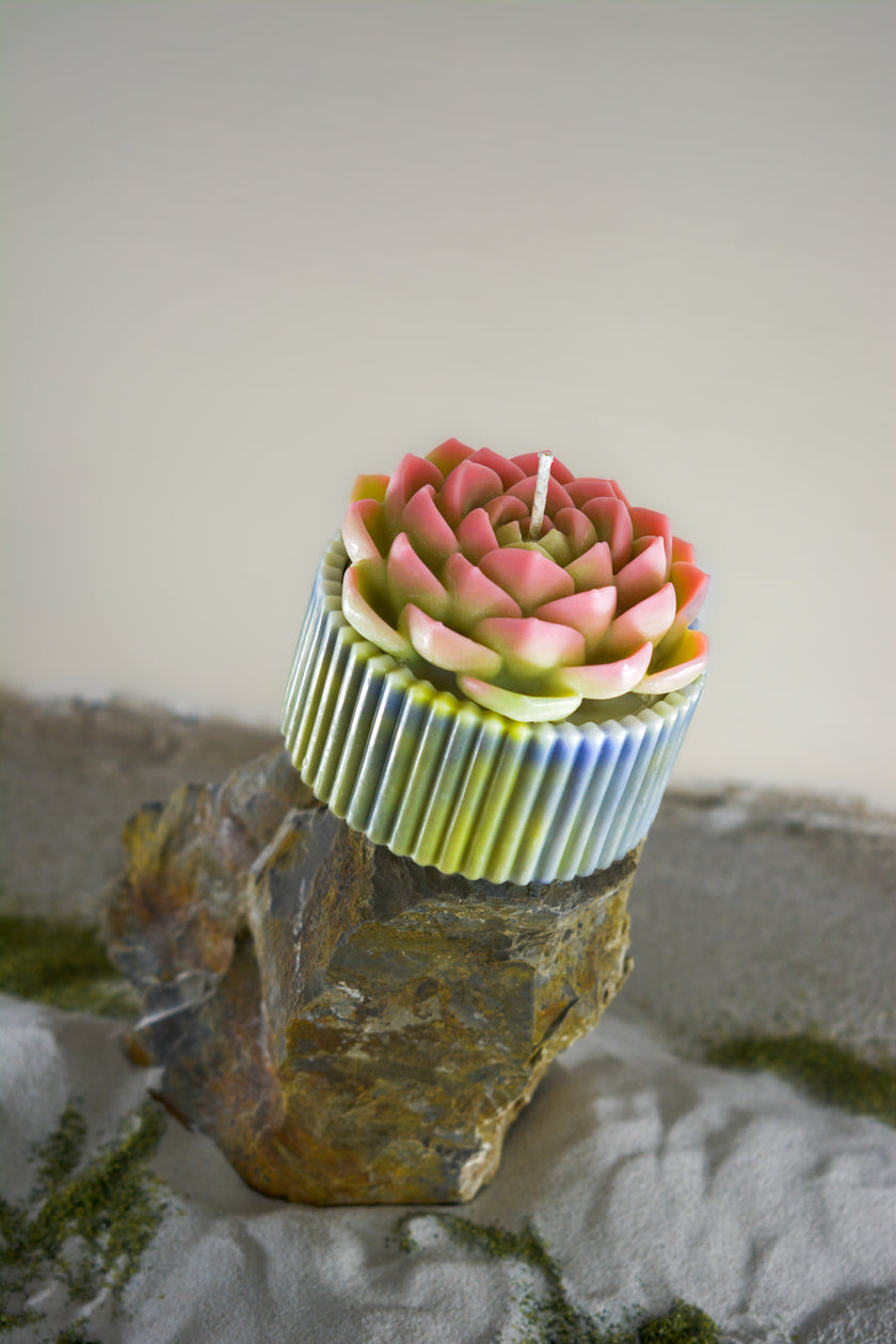 Kövirózsa gyertya - rózsaszín, zöld, kék